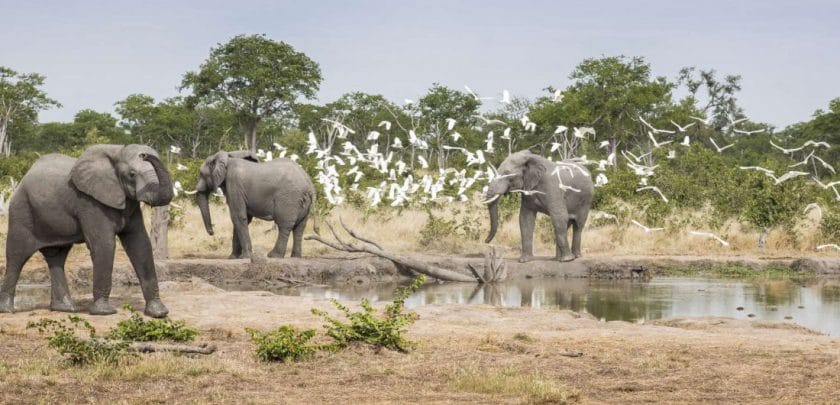 Elephants and birds in Chobe National Park, Botswana.