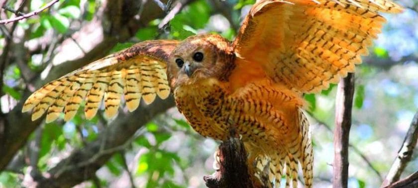 Pels fishing owl in the Okavango Delta, Botswana.