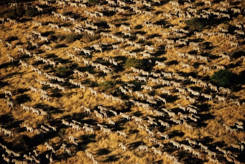 The zebra migration in Botswana.