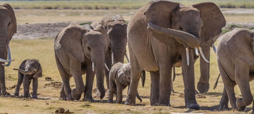 Elephant in Botswana are a sight to behold