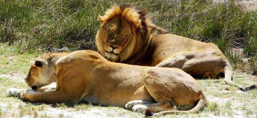 Lions basking in the sun, Botswana.