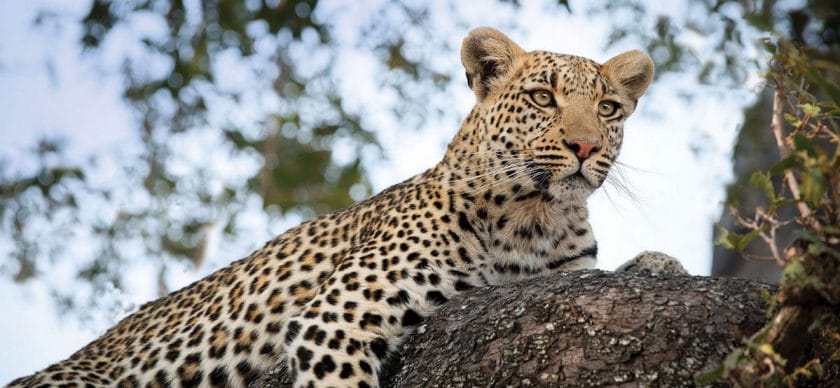 Leopard in Moremi Game Reserve, Botswana.