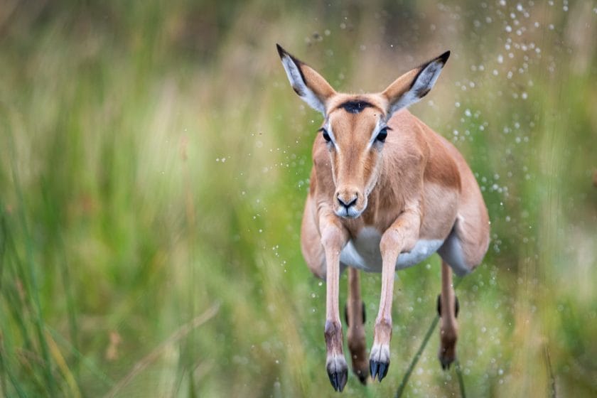 Impala Antelope jumping over a stream, Moremi, Okavango Delta