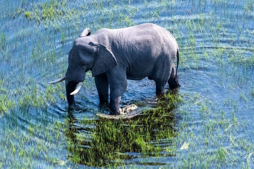 African Elephant grazing in the Okavango Delta marshlands in Botswana.