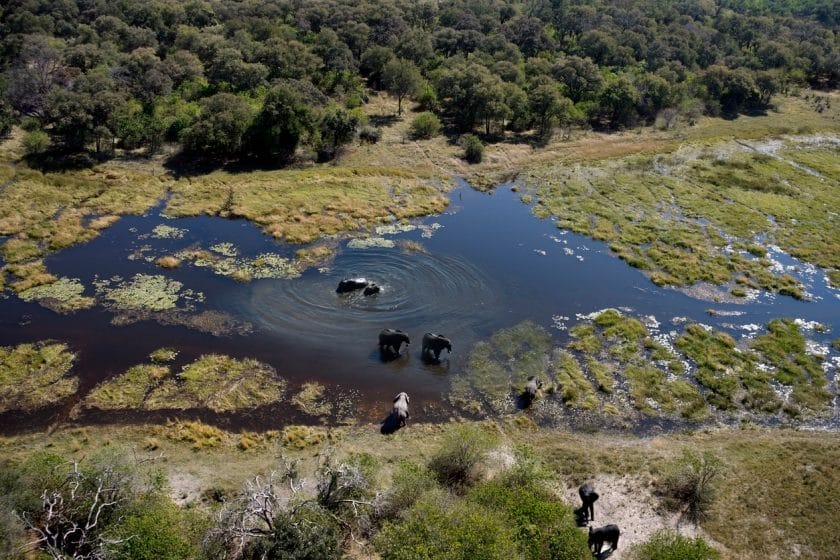 Aerial view of Elephants - Okavango Delta - Botswana