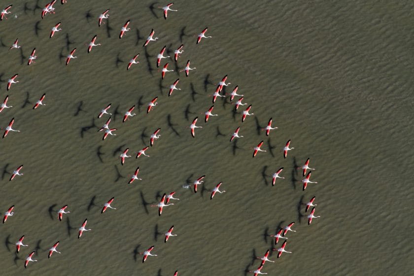 Aerial view of flamingo flying across Sowa Pan in Makgadikgadi Pans National Park. Botswana.