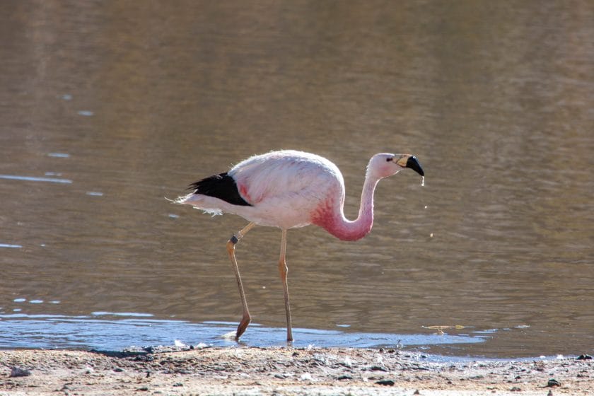 Flamingo at the Waterhole in the Okavango Delta, Botswana