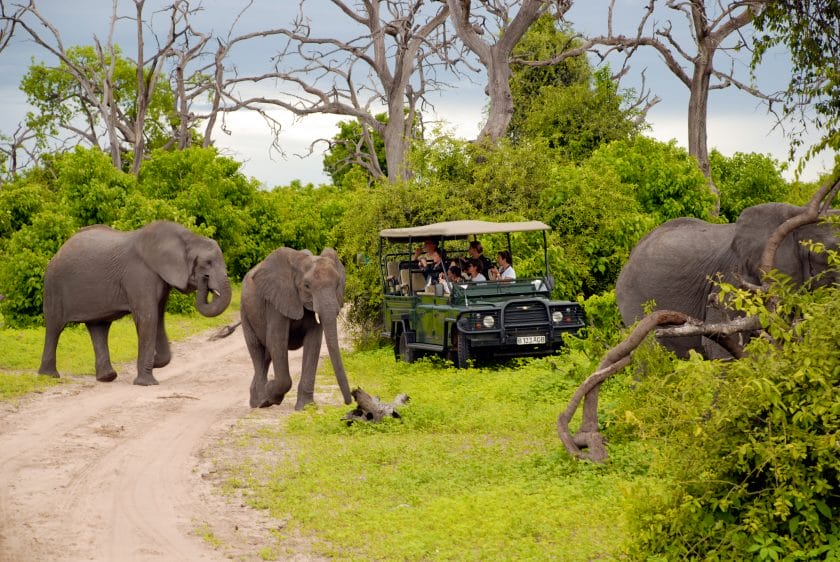 Tourists on safari game drive with the elephants  in the bush of the Chobe National Park , Botswana.