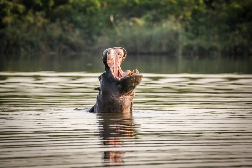 Yawning Hippopotamus in Water