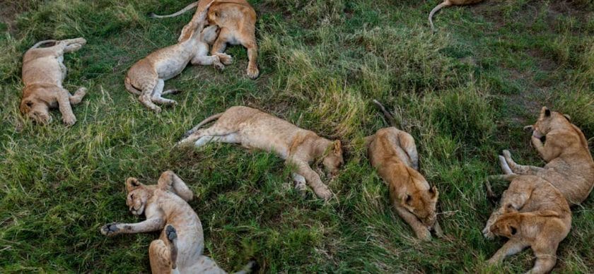 An aerial view of a pride of lion