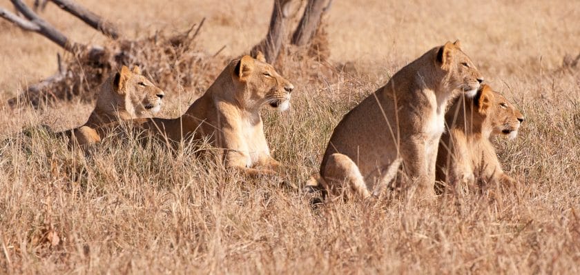 Lions preparing for the hunt in the Savuti Marsh, Botswana.