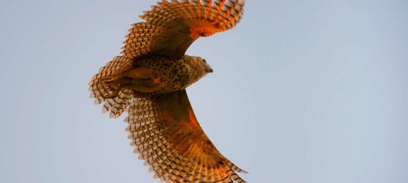 Pels fishing owl