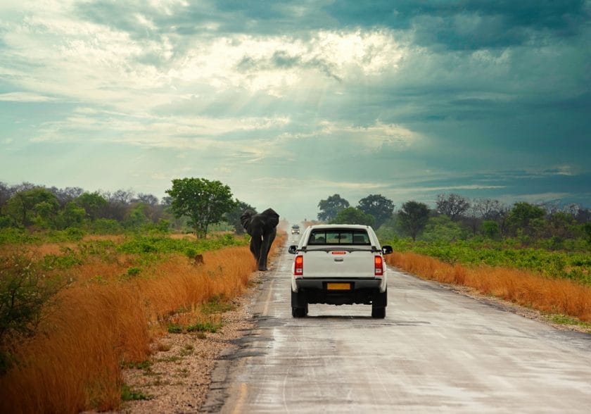 elephant strolling on the highway between the cars