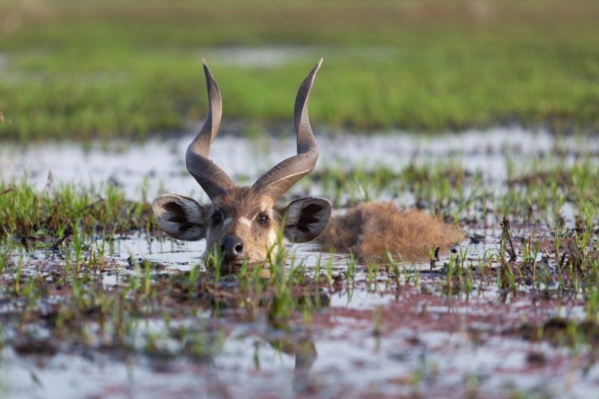Male sitatunga antelope hiding in water, Botswana.