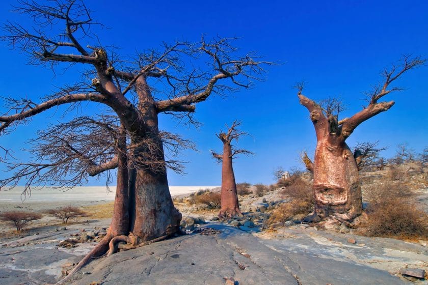 Baobab trees in Makgadikgadi Pans National Park, Botswana