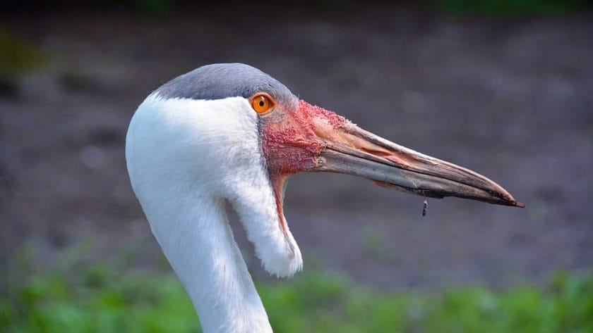 Wattled cranes are rare