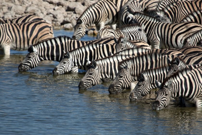 Herd of Zebra drinking water.