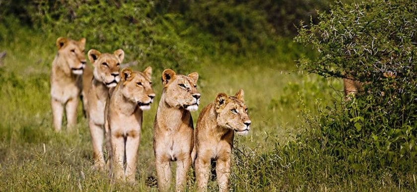 lions in chiefs island