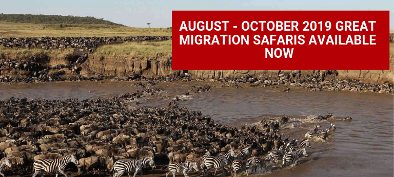 The Great Wildebeest Migration: a one-year photo journey