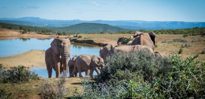 A short guide to Addo Elephant National Park