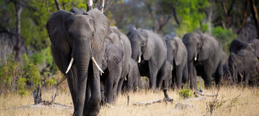 Elephants in Chobe National Park, Botswana.