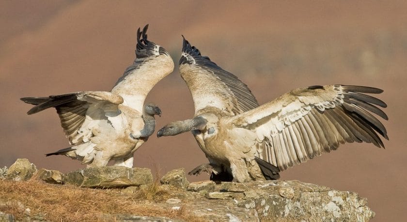 Cape vultures.