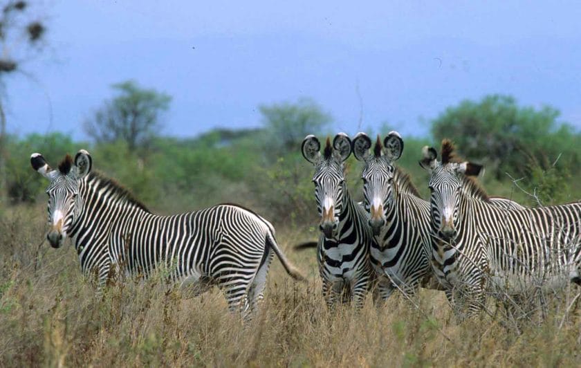 Grey zebra in Meru National Park