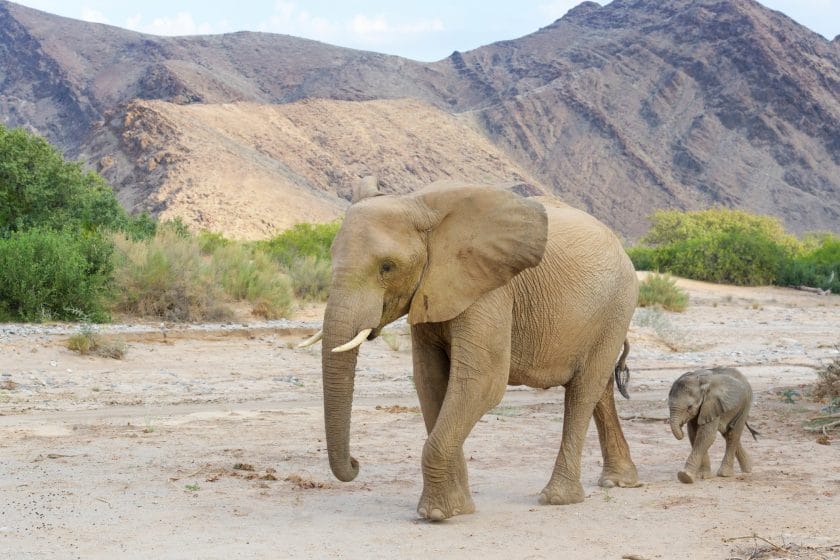 Elephant mother with calf, walking in Hoanib desert, Kaokoland, Namibia.