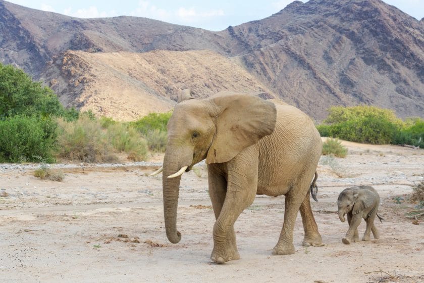 Elephant mother with her calf walking in Hoanib desert, Kaokoland, Namibia.