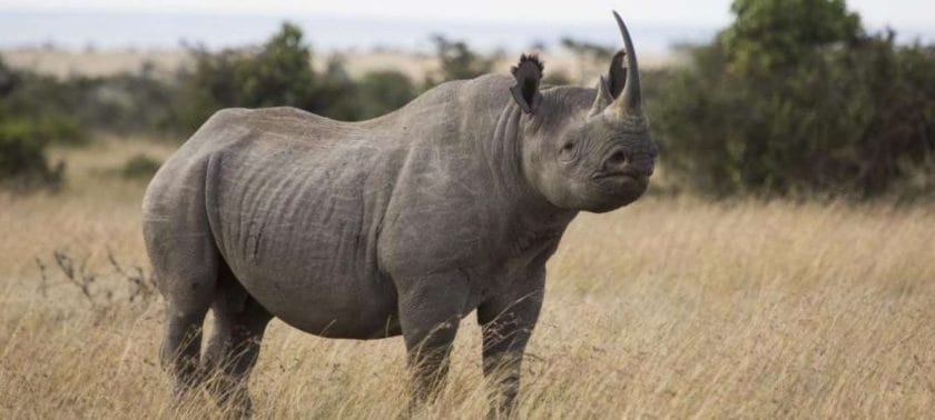 The iconic Rhino spotted in Kenya 