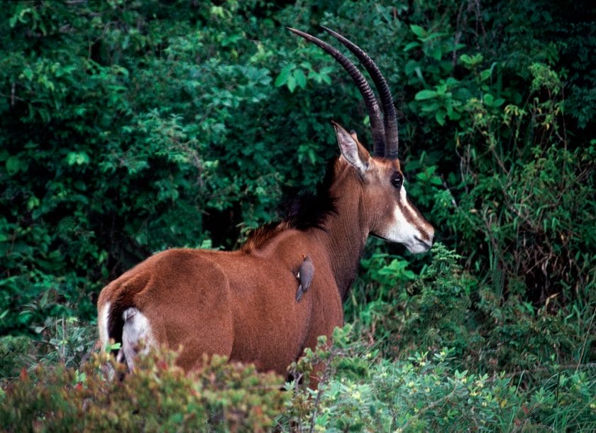 Sable Antelope with Red-billed Oxpecker