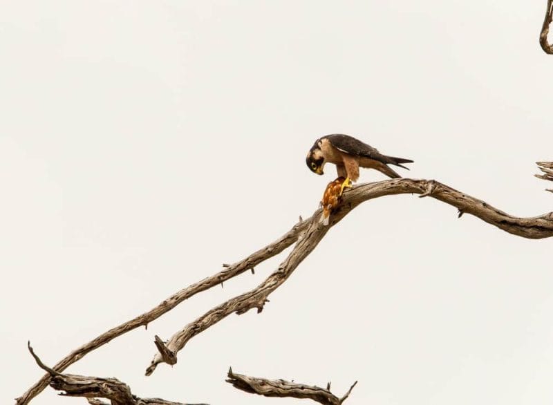 Taita falcon HBW Live