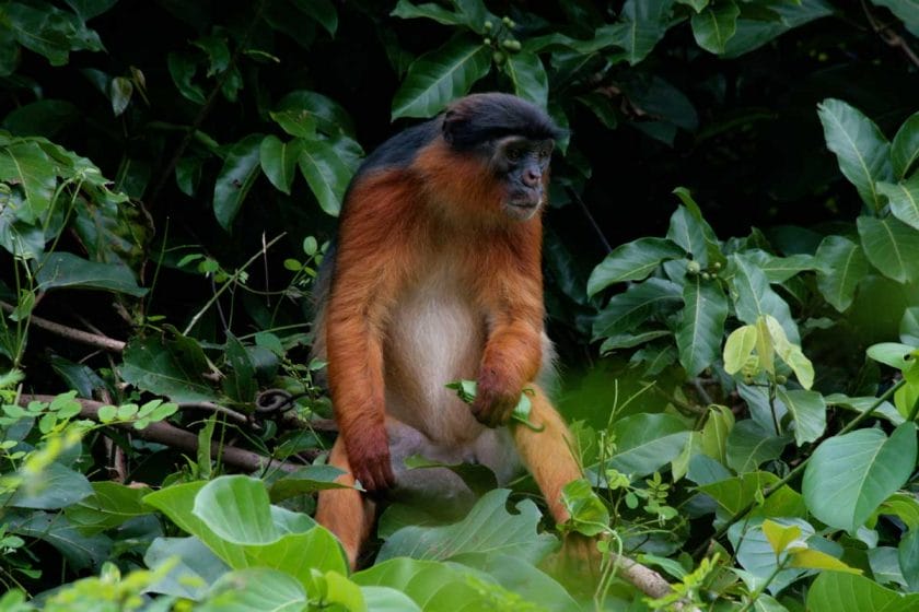 Red Colobus Monkey chilling in a forest