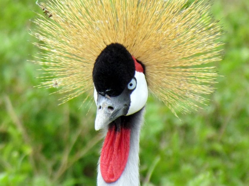 Grey crowned crane is a common sight in Tanzania