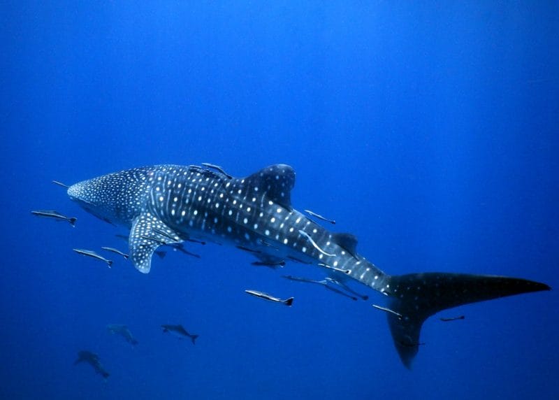 whale shark kenya