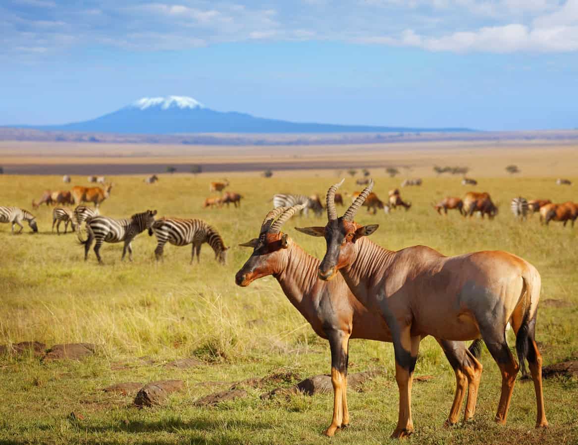 Amboseli National Park Safaris & Vacations - Amboseli Safari