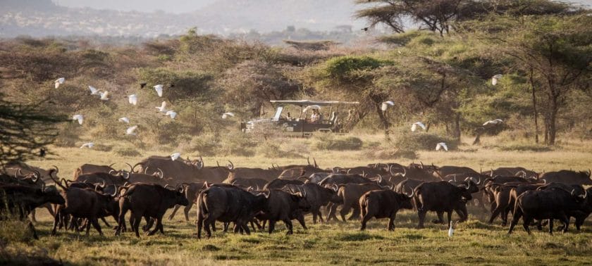 Herds of Buffalo | Photo credits: Joy's Camp