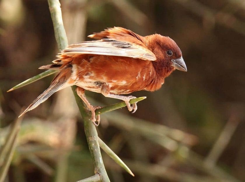 Chestnut sparrow I Credit: HBW Alive