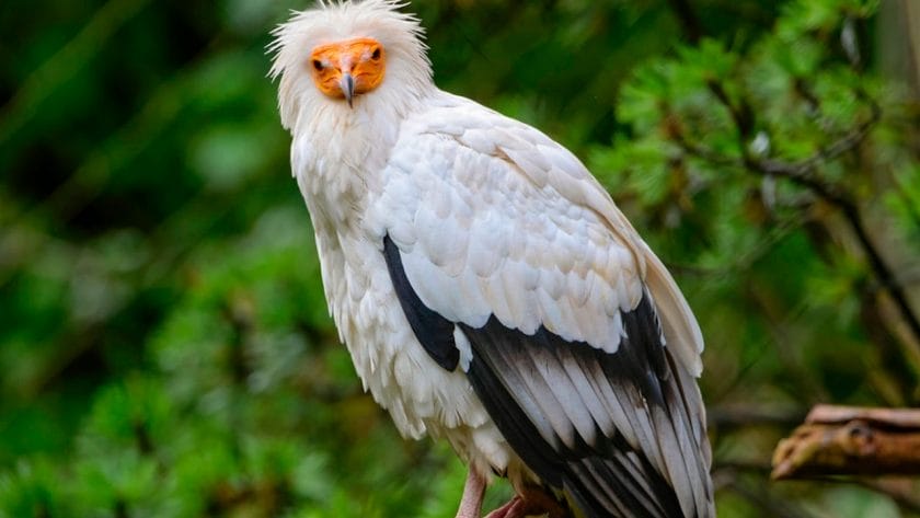 Egyptian vulture