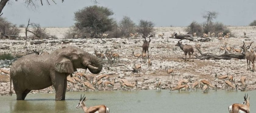 etosha national park