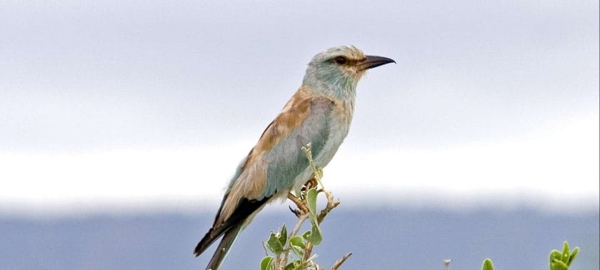 Lilac Roller in Tsavo