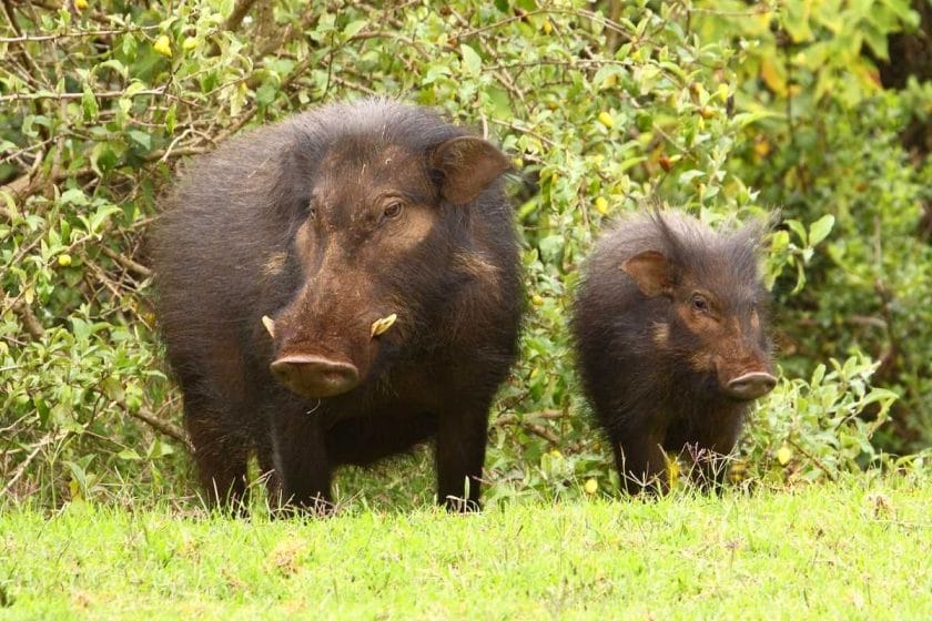 giant forest hog and piglet