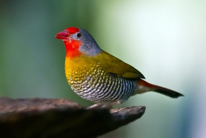 Tje Green-winged pytilia I Credit: The Jacana