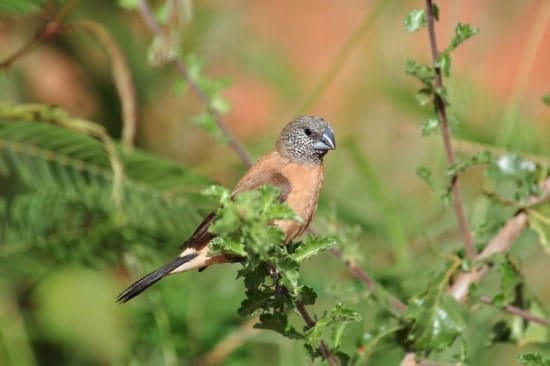 Grey-headed silverbill I Credit: Bird Forum