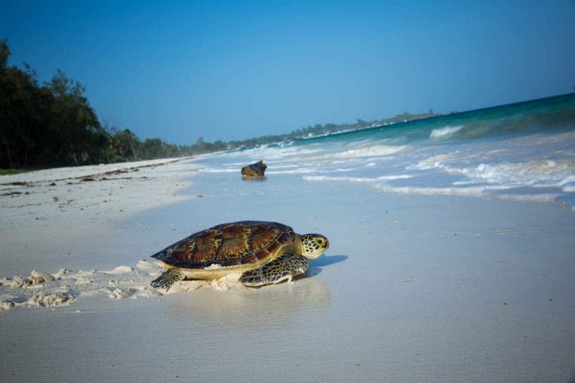 Turtle on the shores of Watamu Marine National Park, Kenya.
