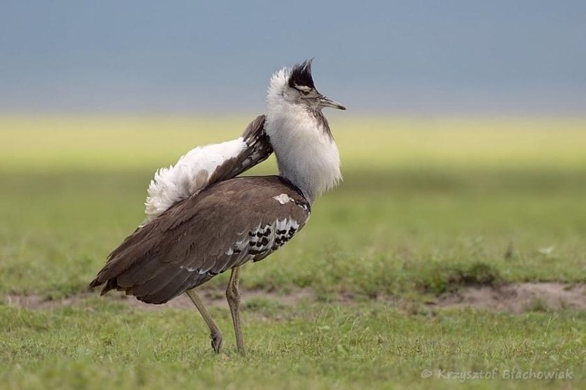 The Kori bustard I Credit: HBW Alive