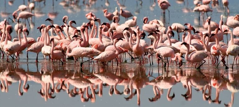 lake Manyara| Tanzania Safari