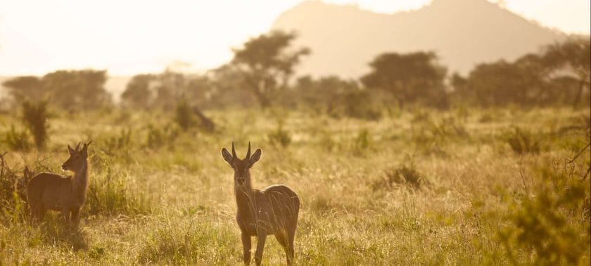 Mount Meru National Park Wildlife
