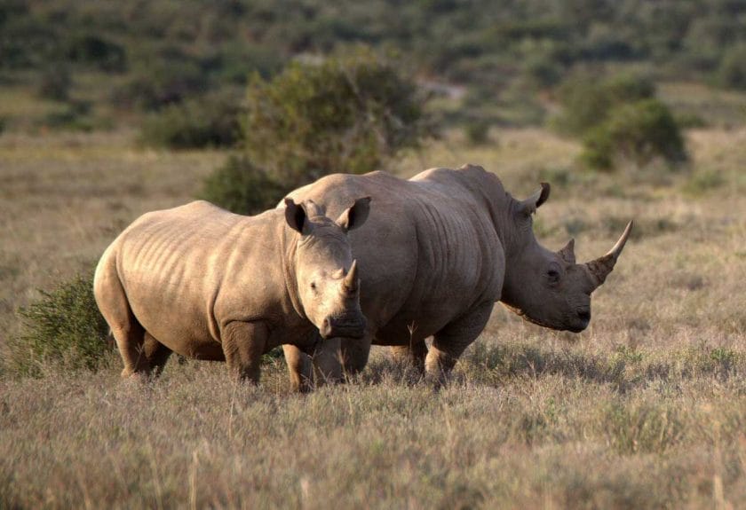 Two Rhinos roaming the fields in Namibia.