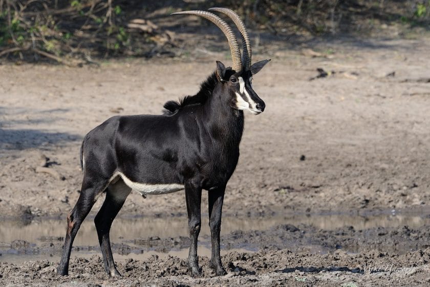 Sable antelope in Botswana
